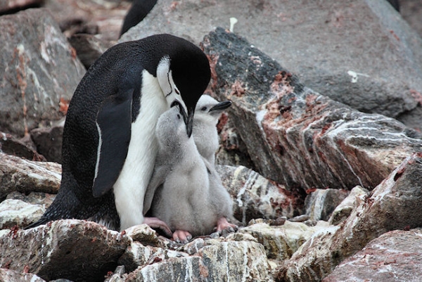 Day14_EleIs_CLookout_3486 (2).jpg - Chinstrap Penguin with two Chicks, Cape Lookout, Elephant Island, South Shetlands